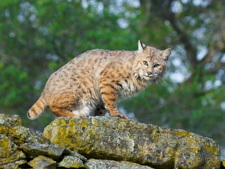 스라소니 lynx