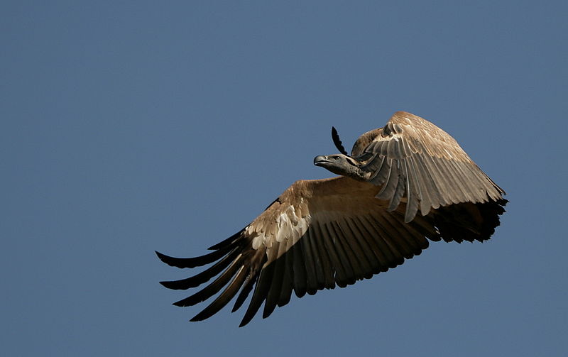 세계자연보전연맹(IUCN)이 멸종위기등급 취약(VU)종으로 분류한 케이프독수리(Cape Vulture)/뉴스펭귄