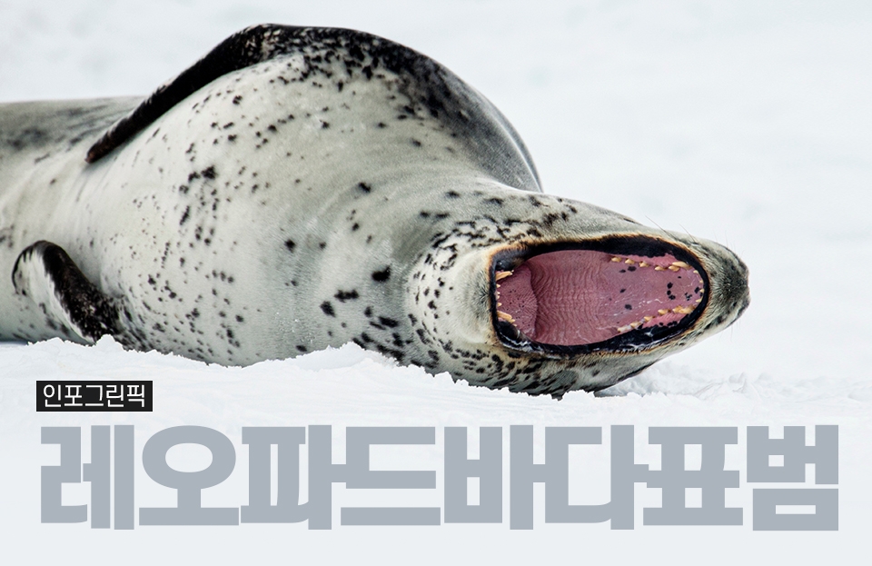 표범바다표범이 사람을 잡아먹는다