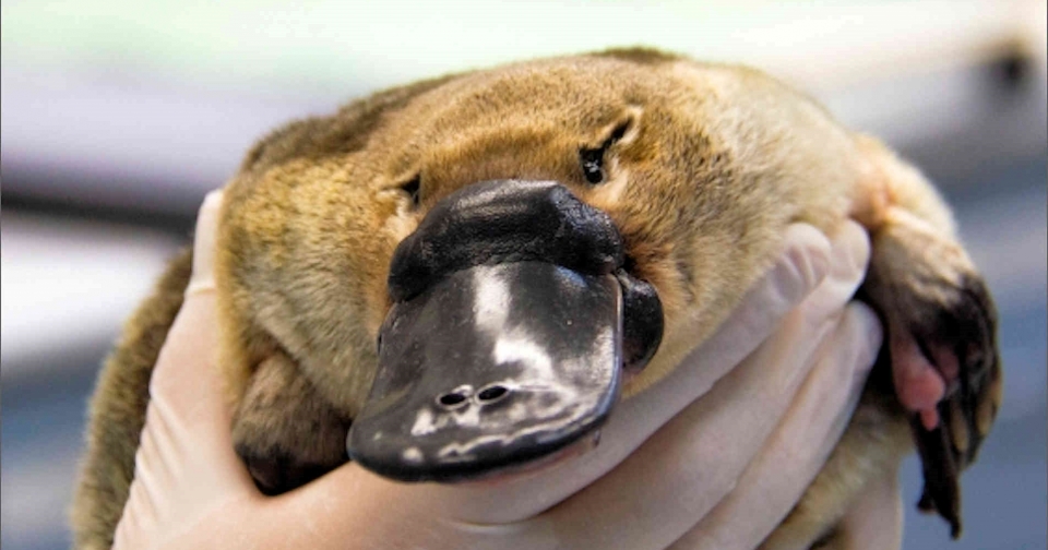 호주서 날아온 비보 "오리너구리 서식지 22% 사라졌다" < 멸종뉴스 < 멸종 < 기사본문 - 뉴스펭귄