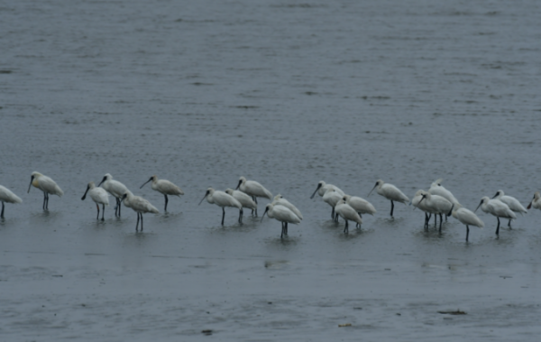 (사진 새만금시민생태조사단)/뉴스펭귄