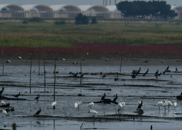 (사진 새만금시민생태조사단)/뉴스펭귄