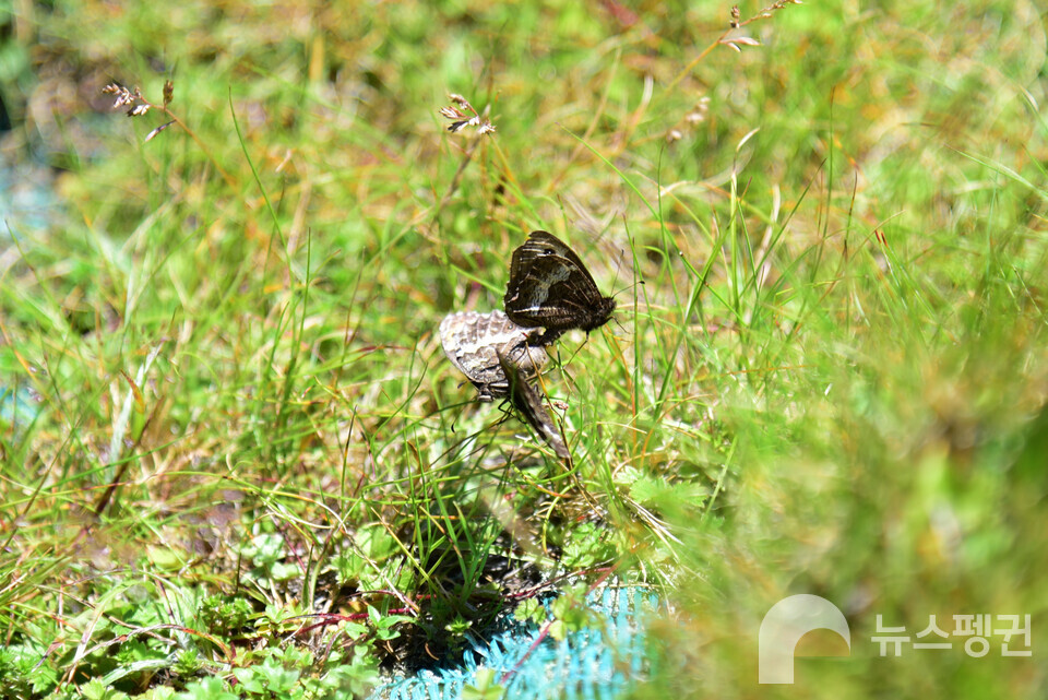 짝짓기 중인 산굴뚝나비 (사진 이영돈 박사 제공)/뉴스펭귄