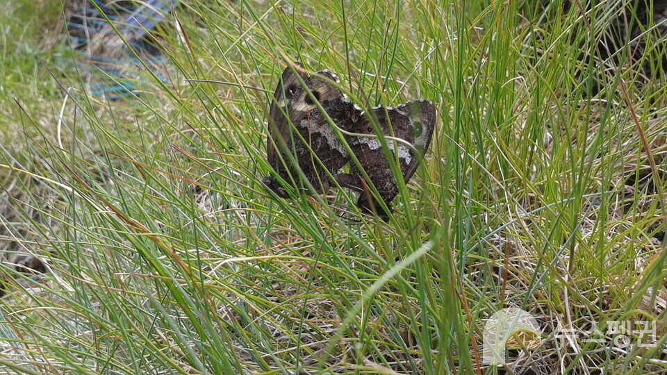 짝짓기 중인 산굴뚝나비 (사진 이영돈 박사 제공)/뉴스펭귄