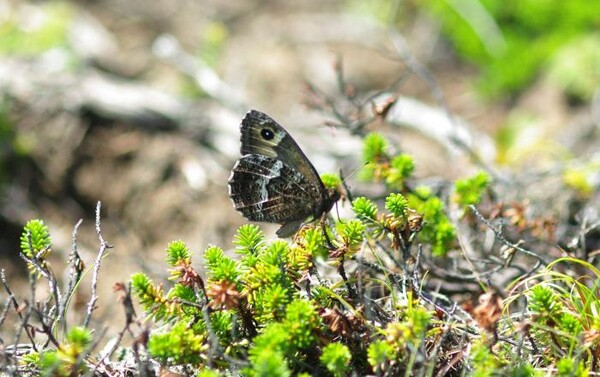 산굴뚝나비 (사진 국립생물자원관)/뉴스펭귄