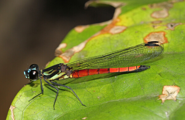 애프러코우시퍼 베리컬러 잠자리가 나뭇잎에 앉아있다 (사진 IUCN)./뉴스펭귄