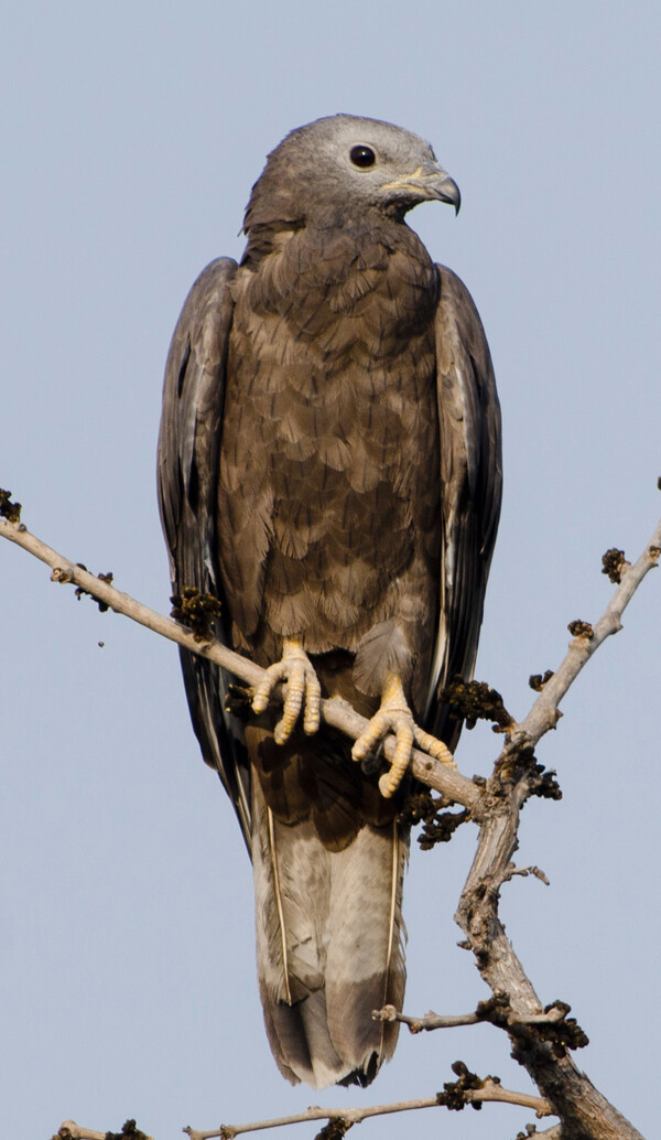 벌매 성조 (사진 Wikipedia)/뉴스펭귄