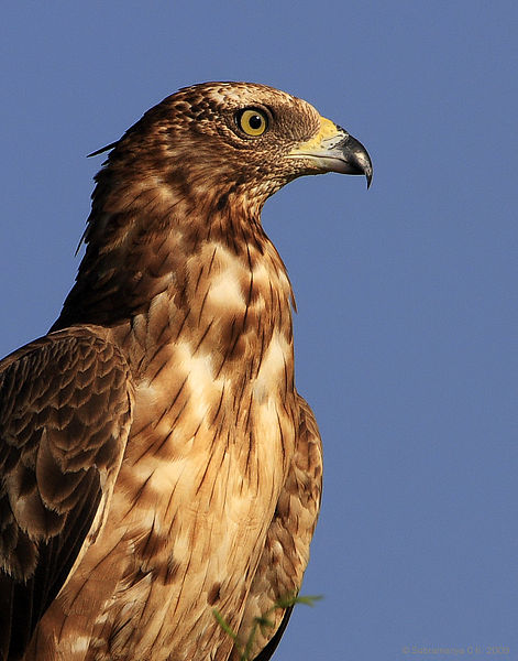 벌매 유조 (사진 Wikimedia Commons)/뉴스펭귄