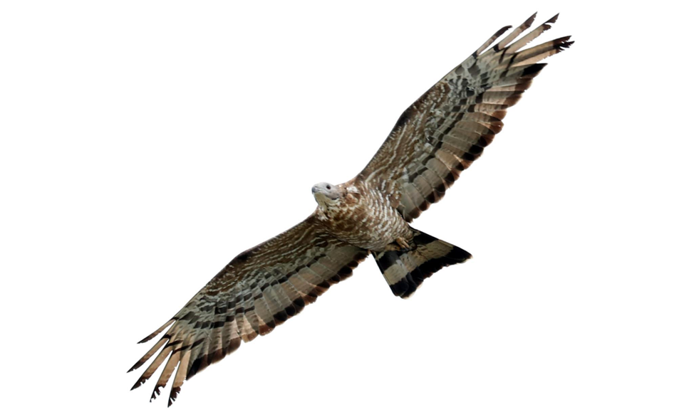 (사진 국립생물자원관 국가철새연구센터 제공)/뉴스펭귄