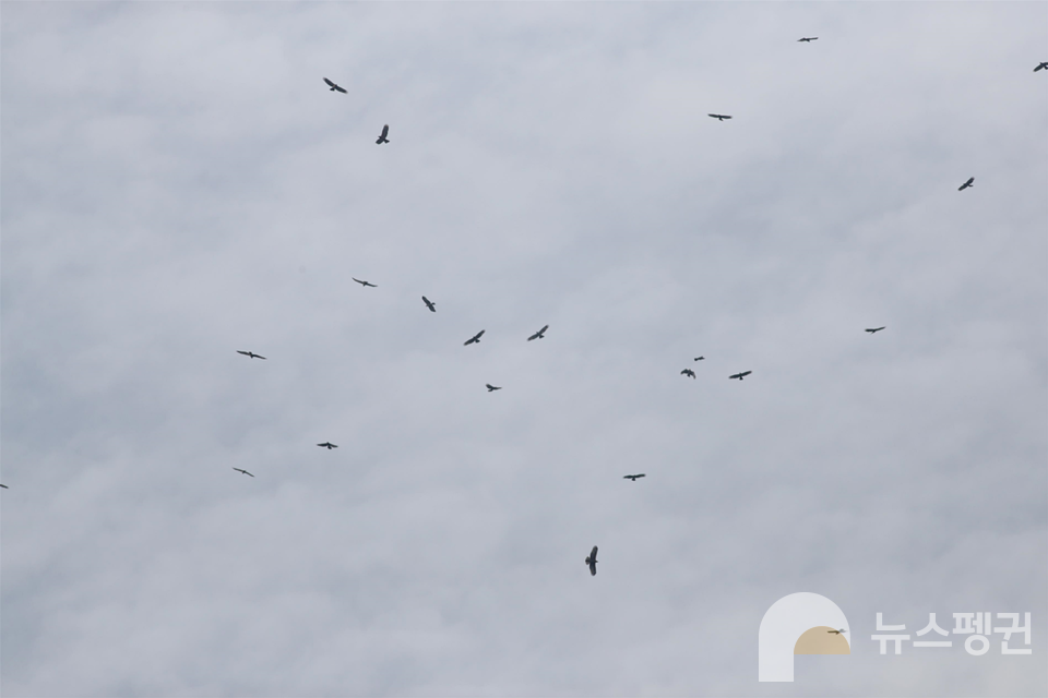 (사진 국립생물자원관 국가철새연구센터 제공)/뉴스펭귄