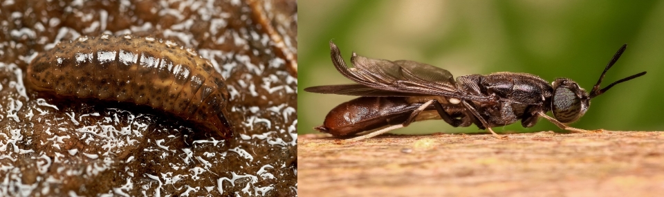 (왼쪽부터) 동애등에 유충과 성충 (사진 flickr)/뉴스펭귄