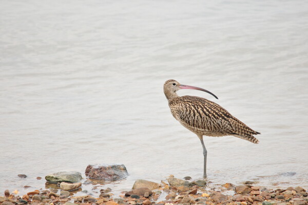  (사진 권경숙 서산태안환경운동연합 사무국장)/뉴스펭귄