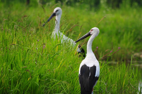  황새 (사진 권경숙 서산태안환경운동연합 사무국장)/뉴스펭귄