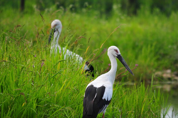  황새 (사진 권경숙 서산태안환경운동연합 사무국장)/뉴스펭귄