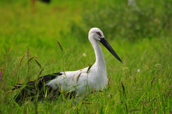  황새 (사진 권경숙 서산태안환경운동연합 사무국장)/뉴스펭귄
