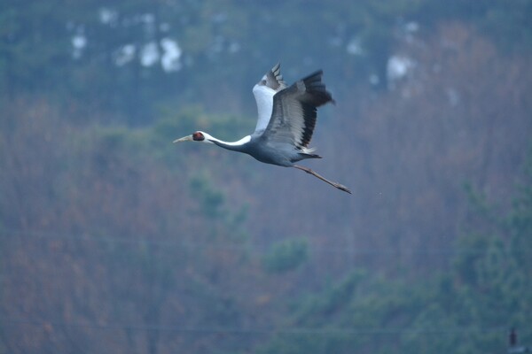 재두루미 (사진 권경숙 서산태안환경운동연합 사무국장)/뉴스펭귄
