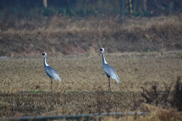 (사진 권경숙 서산태안환경운동연합 사무국장)/뉴스펭귄