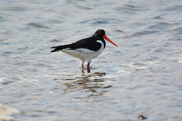 홍당무같은 부리를 가진 검은머리물떼새 (사진 권경숙 서산태안환경운동연합 사무국장)/뉴스펭귄