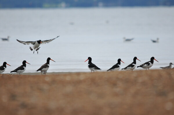(사진 권경숙 서산태안환경운동연합 사무국장)/뉴스펭귄