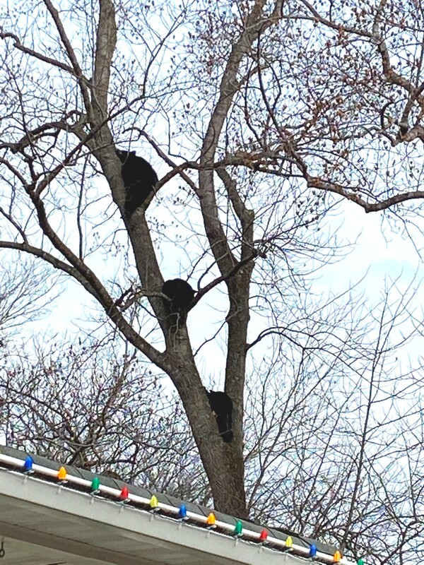 주택가 나무 위에서 발견된 곰 4마리 (사진 DWR 페이스북)/뉴스펭귄