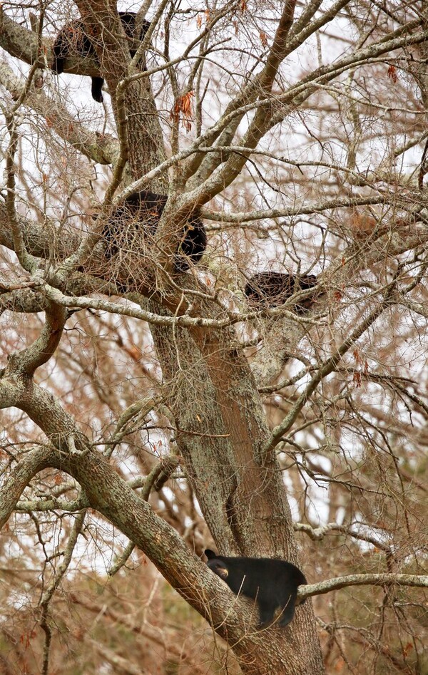 나무 위에 올라간 곰 4마리 (사진 Stephen M. Katz - The Virginian-Pilot)/뉴스펭귄