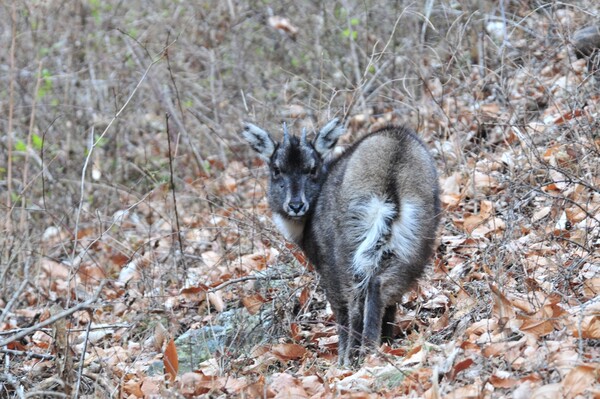 울진에 살고 있는 산양 (사진 (사)한국산양보호협회 울진군지회)/뉴스펭귄