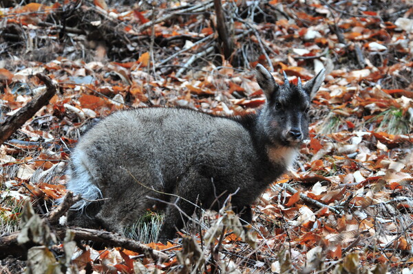 (사진 (사)한국산양보호협회 울진군지회)/뉴스펭귄