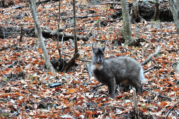 (사진 (사)한국산양보호협회 울진군지회)/뉴스펭귄