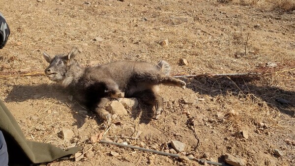 (사진 (사)한국산양보호협회 울진군지회)/뉴스펭귄
