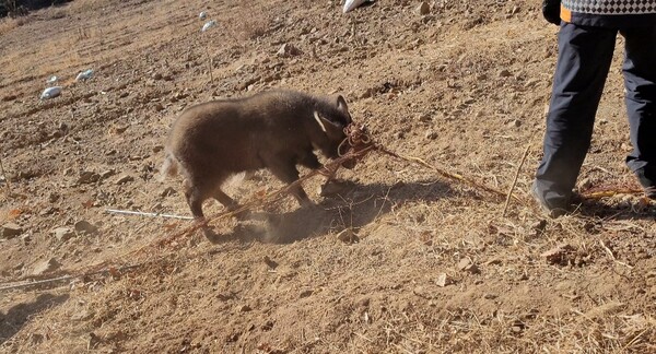 (사진 (사)한국산양보호협회 울진군지회)/뉴스펭귄