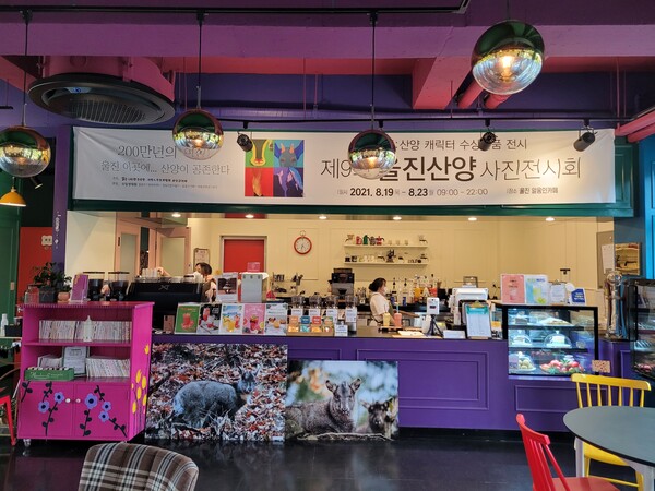 (사진 (사)한국산양보호협회 울진군지회)/뉴스펭귄