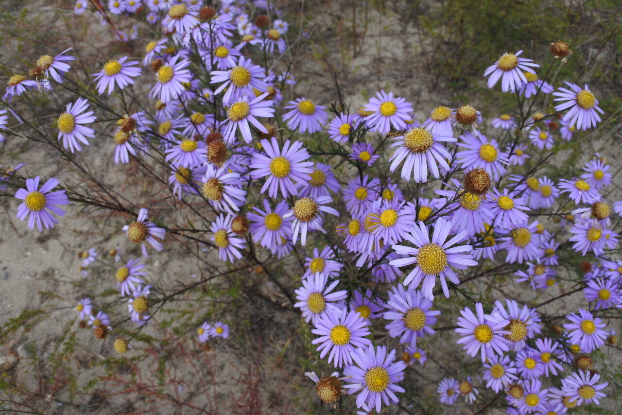 (사진 여주시 산림공원과)/뉴스펭귄