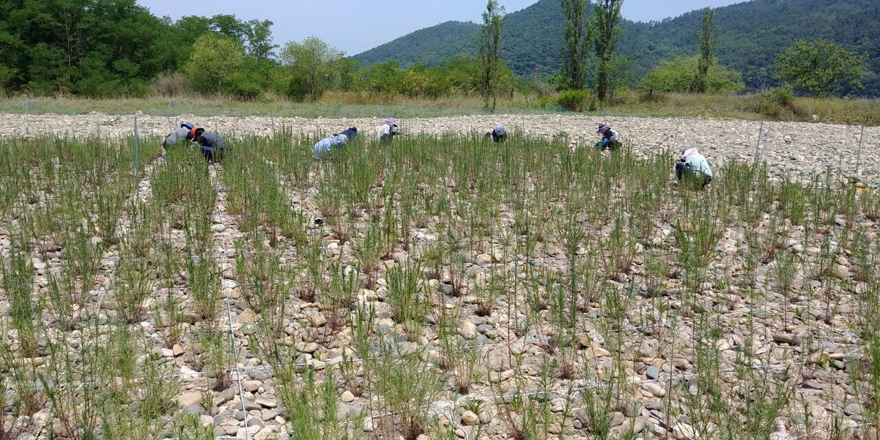 (사진 여주시 산림공원과)/뉴스펭귄