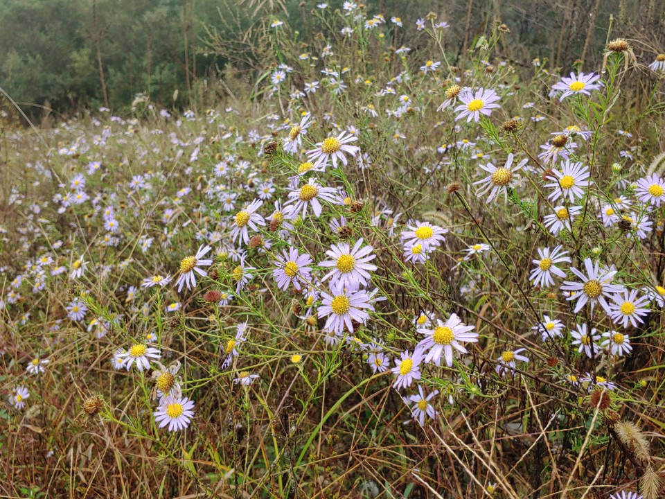 장안리 준설토 위 단양쑥부쟁이 (사진 경기환경운동연합)/뉴스펭귄
