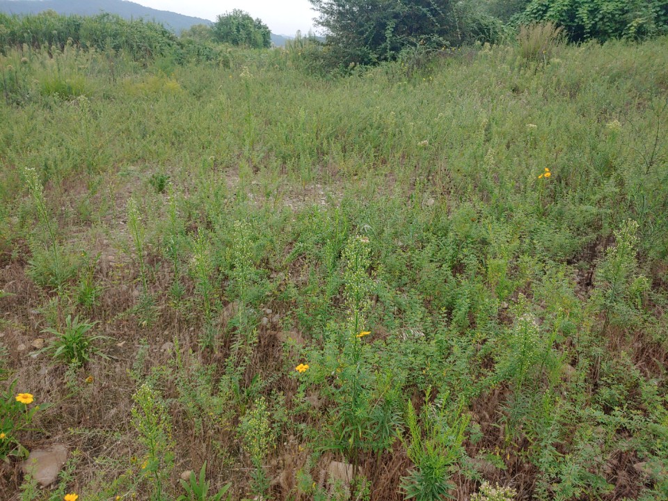 강천섬 대체서식지 현재 모습
