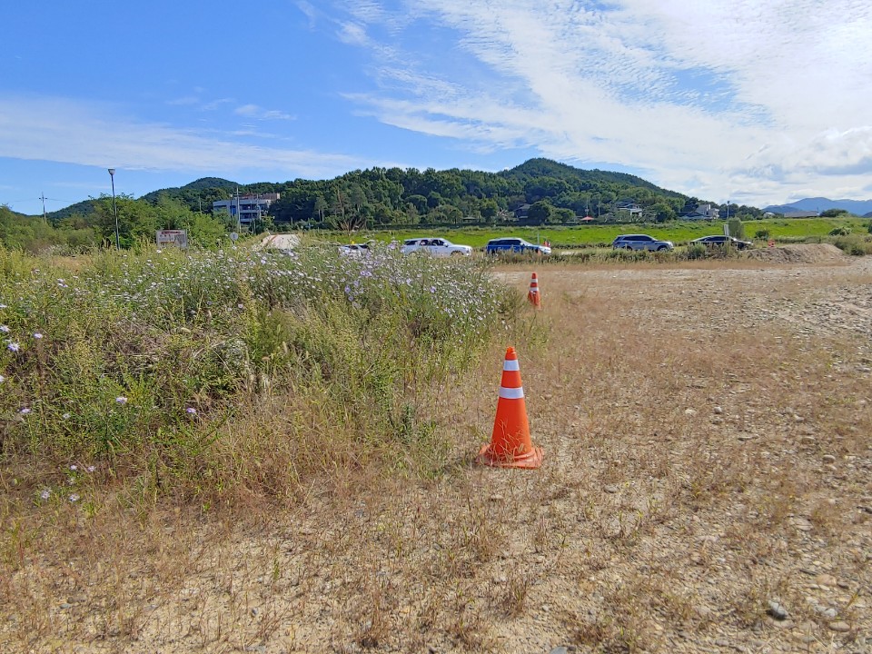 강천섬 주차장에 훼손된 단양쑥부쟁이 (사진 경기환경운동연합)/뉴스펭귄