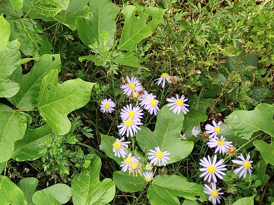 경기환경운동연합에 따르면 준설토 위를 칡이 뒤덮어 단양쑥부쟁이 서식에 적절치 않은 것으로 조사됐다 (사진 경기환경운동연합)/뉴스펭귄