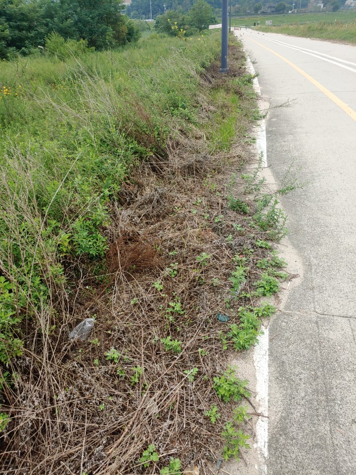 지난해 9월 예초작업된 단양쑥부쟁이 (사진 경기환경운동연합)/뉴스펭귄