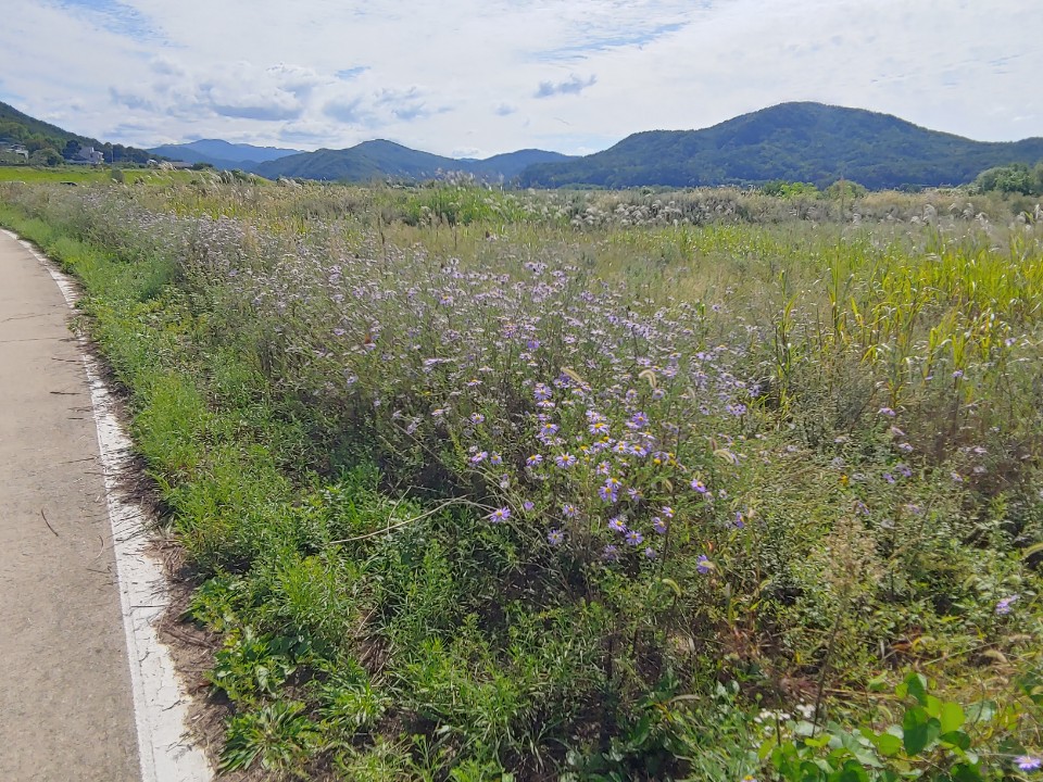지난해 10월 도로 주변 훼손된 단양쑥부쟁이 (사진 경기환경운동연합)/뉴스펭귄