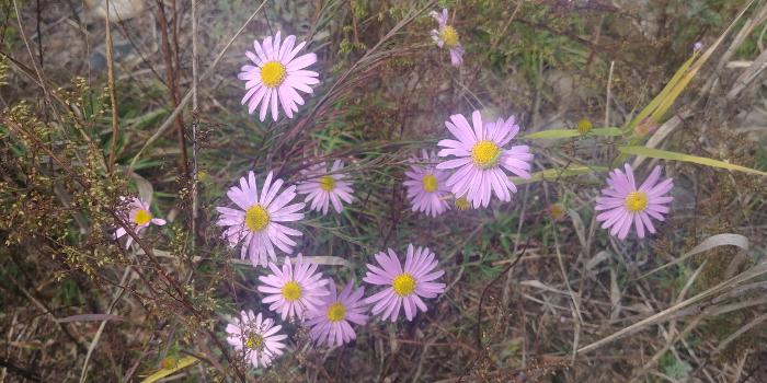 (사진 여주 황학산수목원 홈페이지)/뉴스펭귄