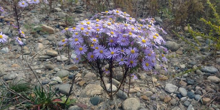 (사진 여주 황학산수목원 홈페이지)/뉴스펭귄