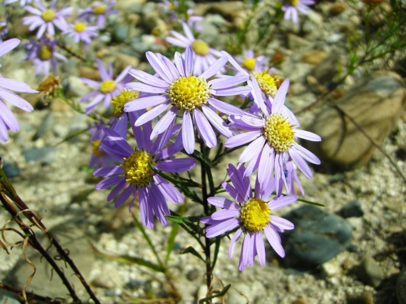 (사진 여주 황학산수목원 홈페이지)/뉴스펭귄