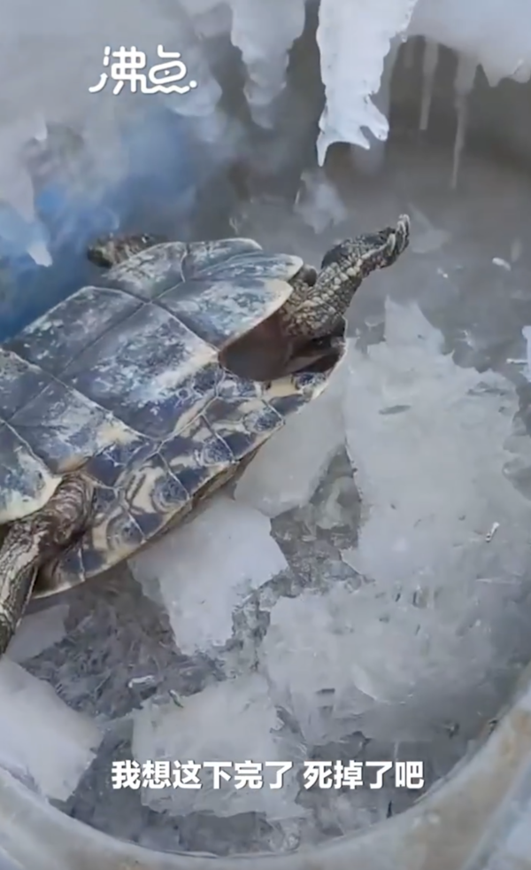 한파에 얼어버린 거북 (사진 비등점 영상 캡처)/뉴스펭귄