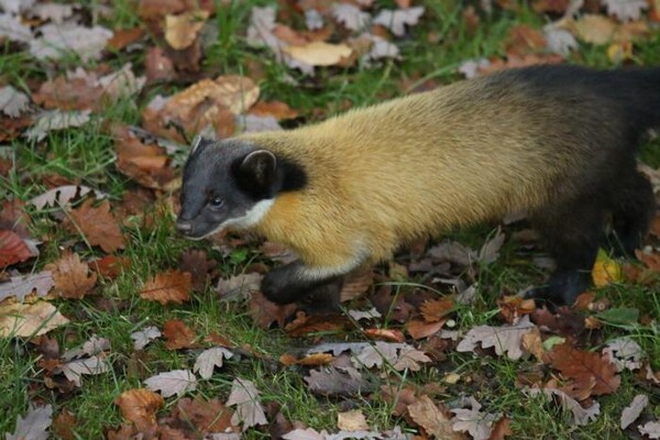 담비 (사진 국립생태원 우동걸 박사)/뉴스펭귄