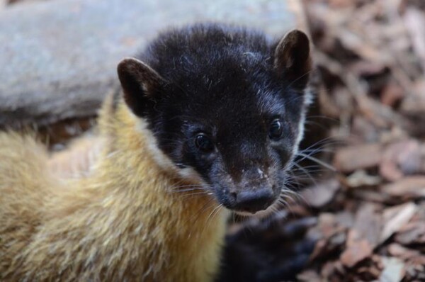 담비 (사진 국립생태원)/뉴스펭귄
