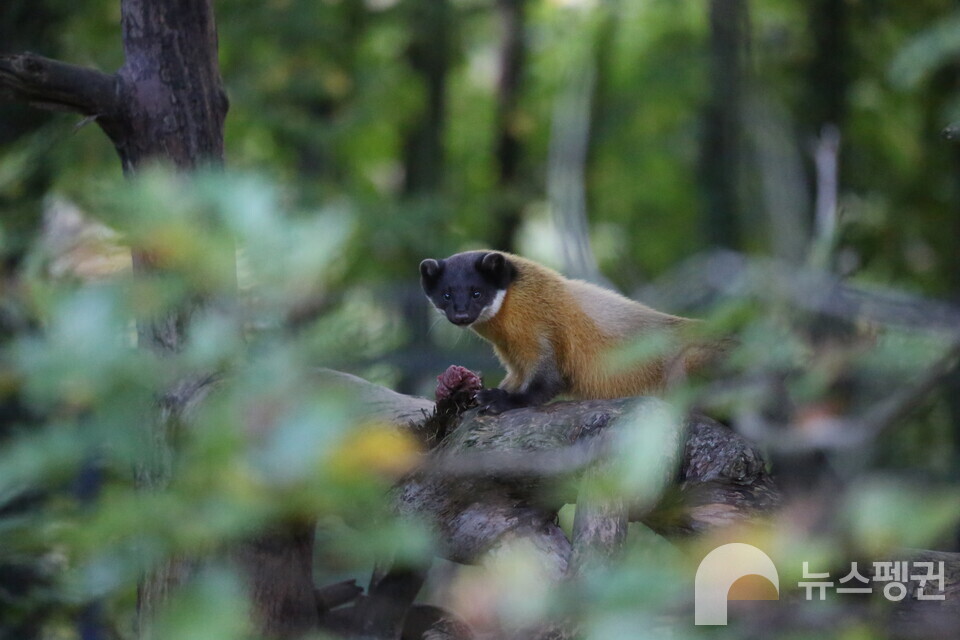 담비 (사진 국립생태원 우동걸 박사)/뉴스펭귄