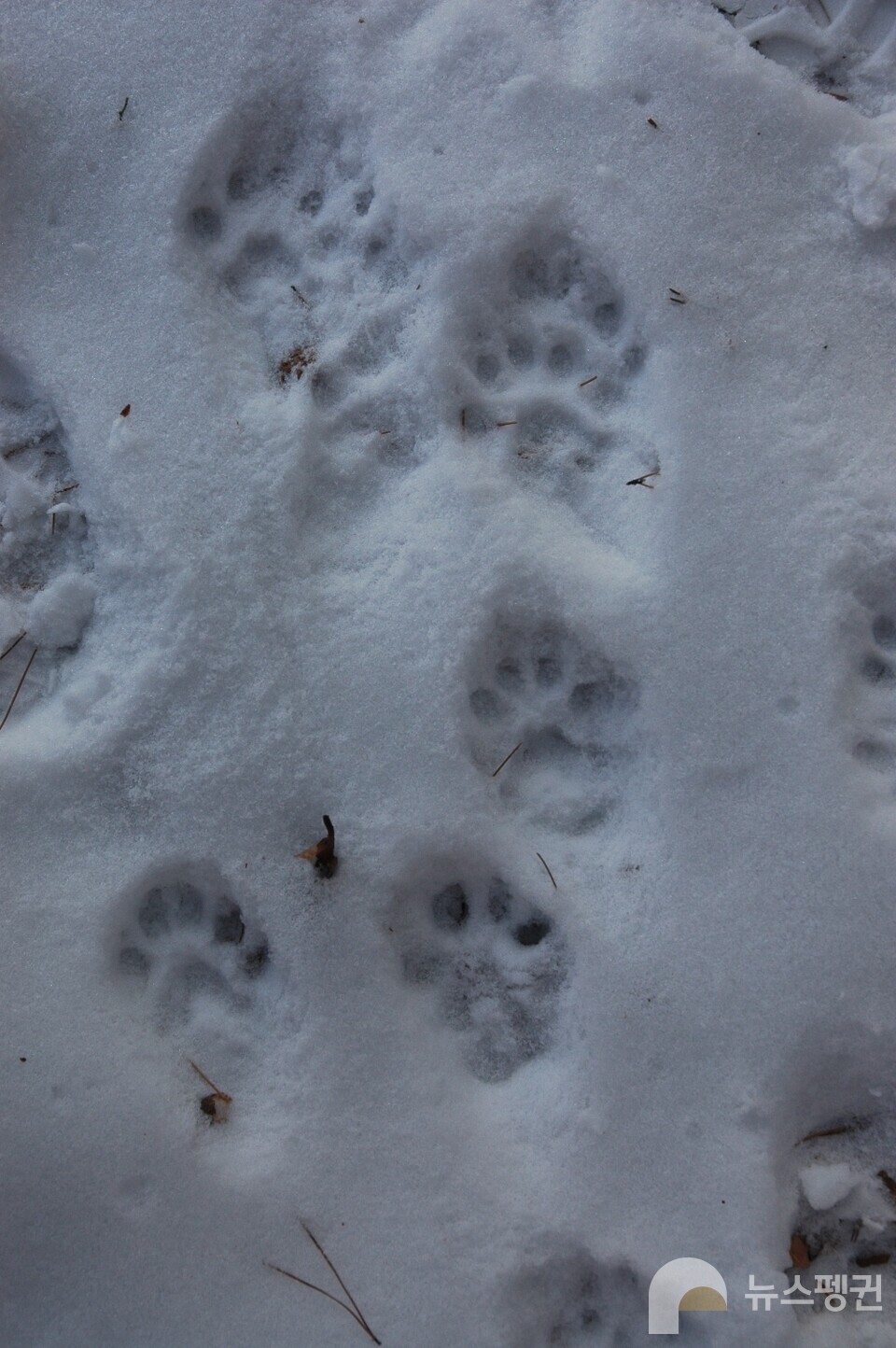 담비 발자국 (사진 국립생태원 우동걸 박사)/뉴스펭귄