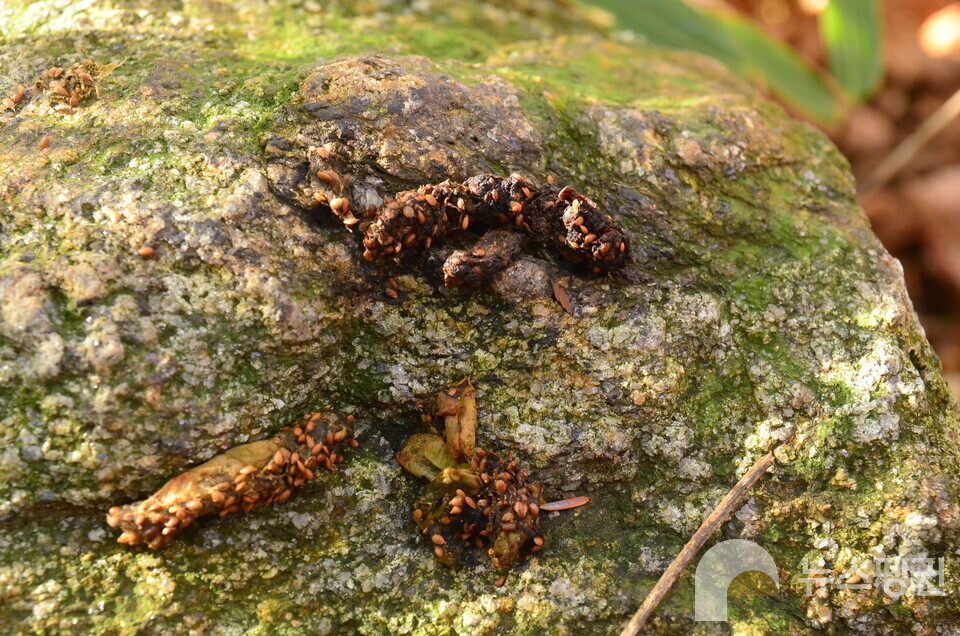 담비 배설물 (사진 국립생태원 우동걸 박사)/뉴스펭귄