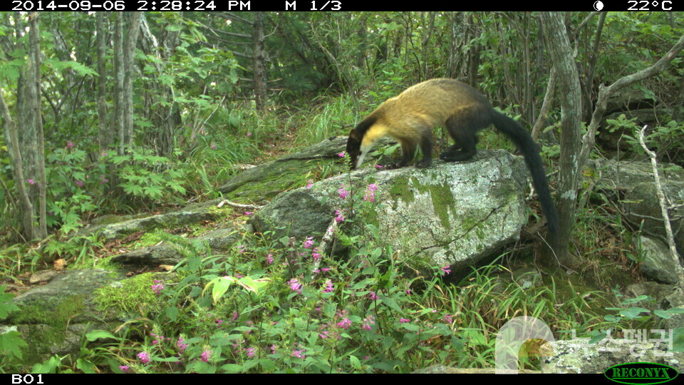 담비 (사진 국립생태원 우동걸 박사)/뉴스펭귄