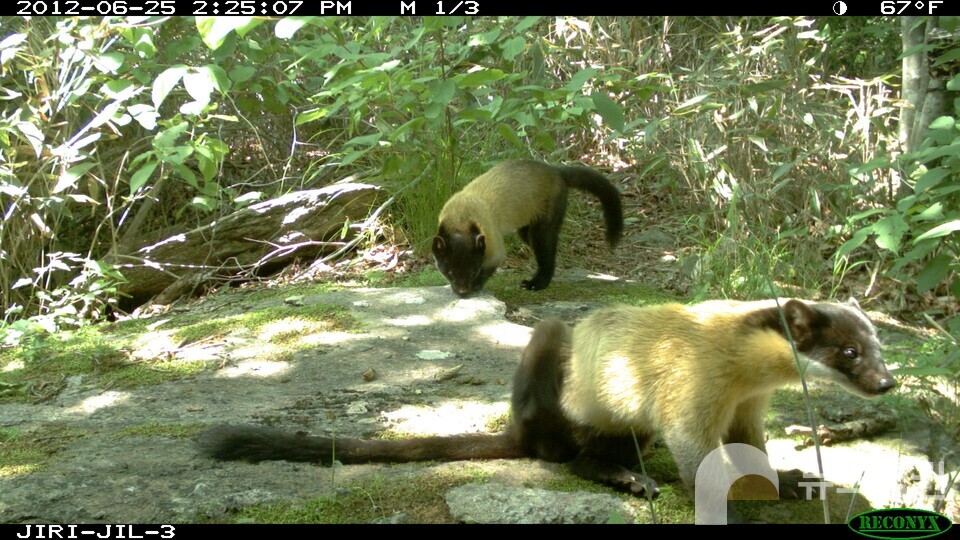 담비 (사진 국립생태원 우동걸 박사)/뉴스펭귄